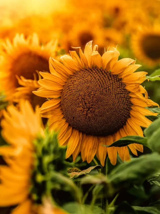 Sunflower Oil  Benefits: Do You Know These 5 Amazing Benefits?